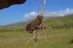 Allium dolichostylum