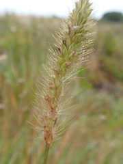 Setaria sphacelata