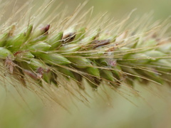 Setaria sphacelata
