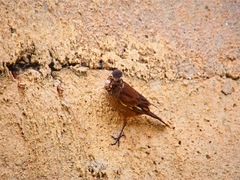 Cinclodes olrogi