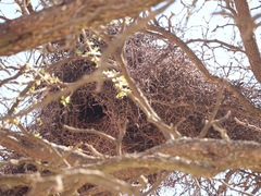 Spiziapteryx circumcincta