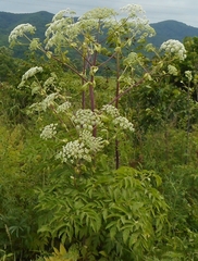 Angelica dahurica