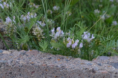 Astragalus tibetanus