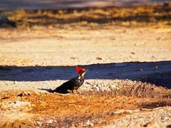 Dryocopus schulzii