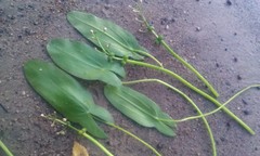 Sagittaria × lunata