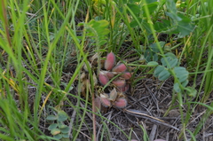 Astragalus schanginianus