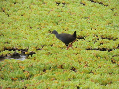 Pardirallus nigricans