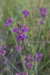 Linaria transiliensis