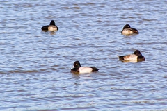 Aythya affinis