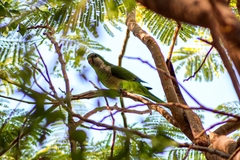 Myiopsitta monachus