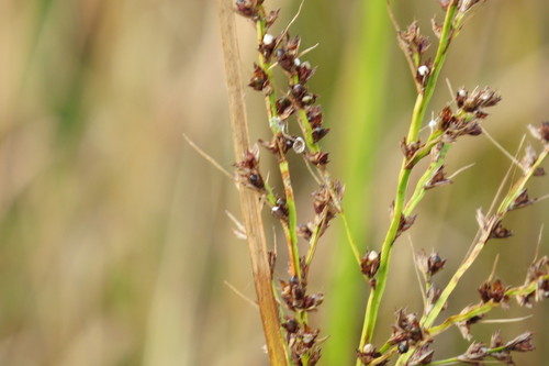 lakeshore nutrush (Scleria lacustris)