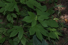 Ambrosia trifida trifida