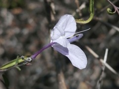 Carlowrightia