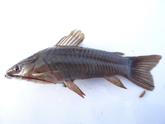 Striped Hoplo photo 2