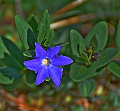 Vinca herbacea