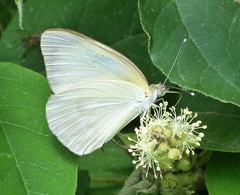 Ascia monuste automate