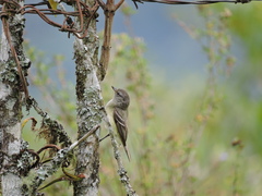 Camptostoma obsoletum