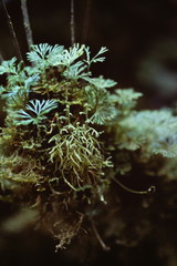 Elaphoglossum peltatum