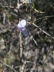 Carlowrightia