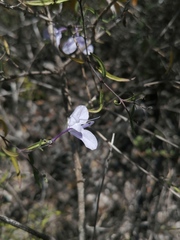 Carlowrightia