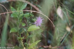Cirsium acaule