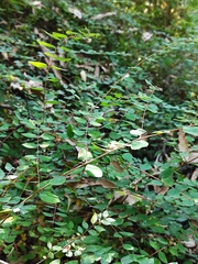 Symphoricarpos microphyllus