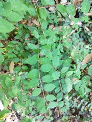 Symphoricarpos microphyllus