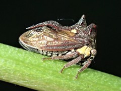 Acanthuchus trispinifer