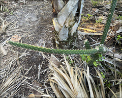 Harrisia aboriginum