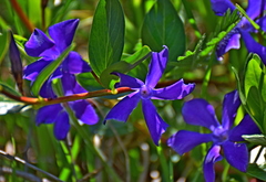 Vinca herbacea