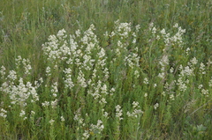 Galium turkestanicum