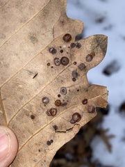 Phylloteras volutellae