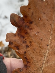 Phylloteras volutellae