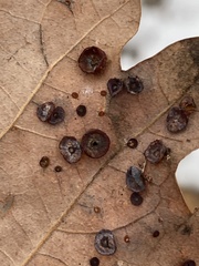 Phylloteras volutellae