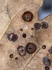 Phylloteras volutellae