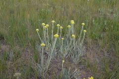 Helichrysum maracandicum