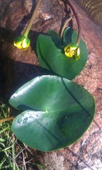 Nuphar pumila