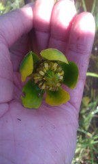 Nuphar pumila