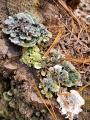 Cerrenaceae