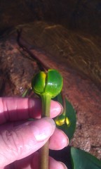 Nuphar pumila