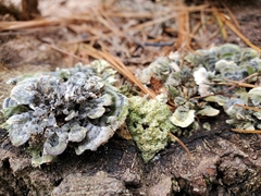 Cerrenaceae