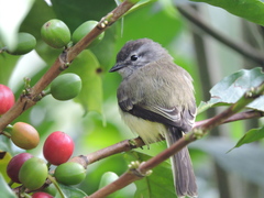 Phyllomyias griseiceps