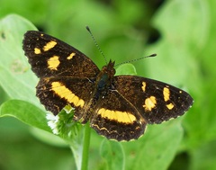 Telenassa berenice