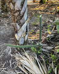 Harrisia aboriginum