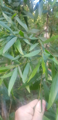 Image of Acacia leprosa by (c) Yoav Daniel Bar-Ness, some rights reserved (CC BY)