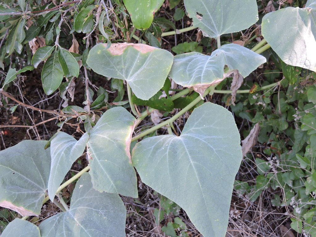 Buffalo Gourd from Dallas County, US-TX, US on September 1, 2014 by Sam ...