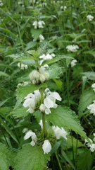 Lamium album