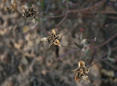 Drosanthemum lavisii