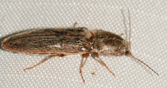 Gambrinus griseus