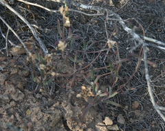 Drosanthemum lavisii
